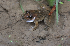 Limnonectes fujianensis