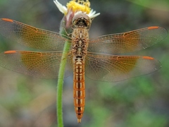 Brachythemis contaminata