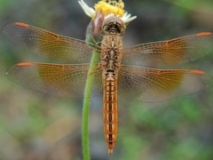 Brachythemis contaminata