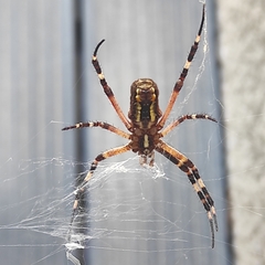 Argiope bruennichi