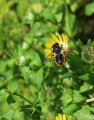 Megachile centuncularis