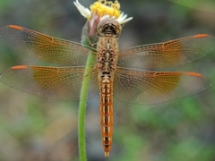 Brachythemis contaminata