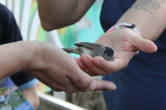 Sylvia atricapilla