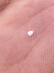 Aleyrodes proletella