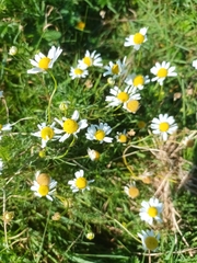 Matricaria chamomilla