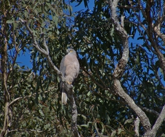 Accipiter fasciatus