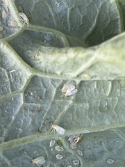 Aleyrodes proletella