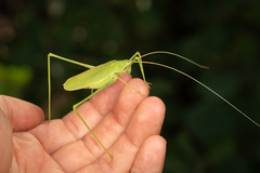 Acrometopa macropoda