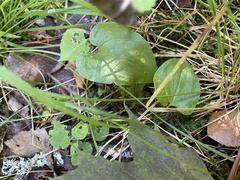 Maianthemum bifolium