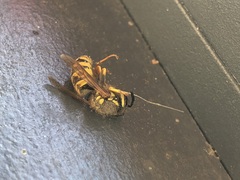 Vespula germanica