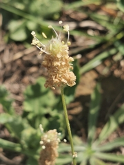 Plantago lagopus