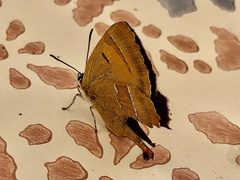 Thecla betulae