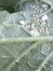 Aleyrodes proletella