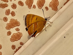 Thecla betulae