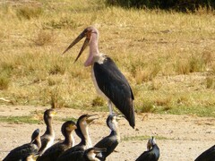 Leptoptilos crumenifer