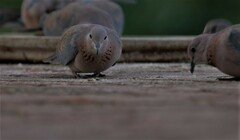 Streptopelia senegalensis