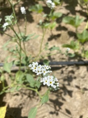 Heliotropium europaeum