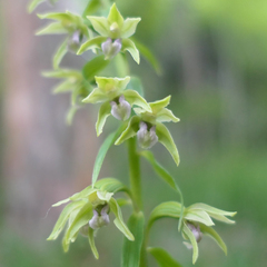 Epipactis persica