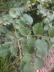 Ulmus glabra