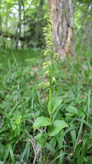 Epipactis persica