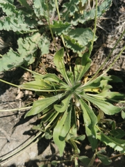 Plantago lagopus