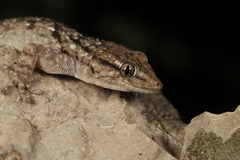 Tarentola mauritanica