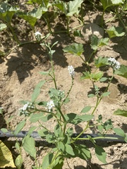 Heliotropium europaeum