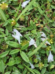 Richardia grandiflora