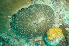 Lobactis scutaria