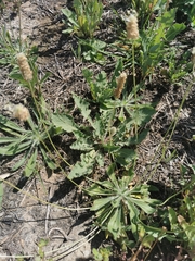 Plantago lagopus
