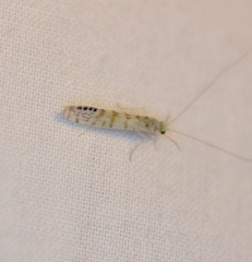 Nectopsyche exquisita