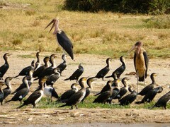 Leptoptilos crumenifer