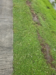 Richardia grandiflora