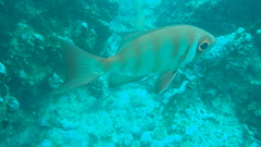 Priacanthus hamrur
