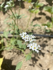 Heliotropium europaeum