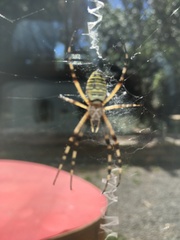 Argiope bruennichi