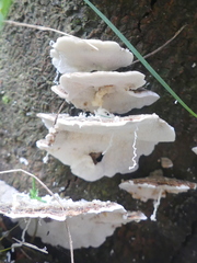 Trametes versicolor