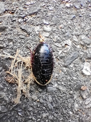 Opisthoplatia orientalis