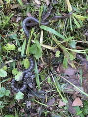 Coluber constrictor