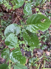 Amelanchier spicata
