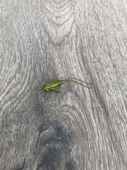 Leptophyes punctatissima