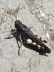 Psophus stridulus