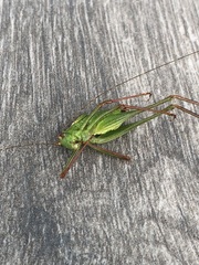 Leptophyes punctatissima