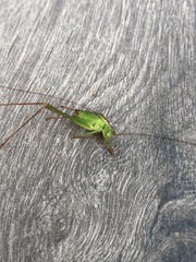 Leptophyes punctatissima