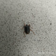 Pentatoma rufipes