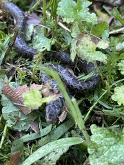 Coluber constrictor