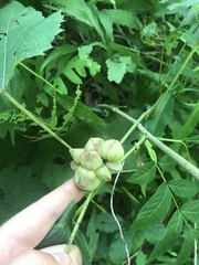 Ampelomyia vitiscoryloides