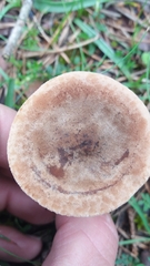 Infundibulicybe alkaliviolascens