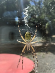 Argiope bruennichi