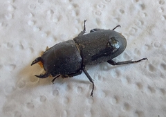 Dorcus parallelipipedus